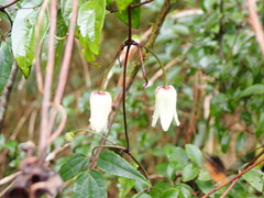 Clematis morii