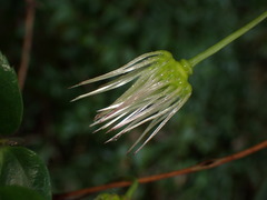 Clematis morii