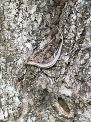 Cryptoblepharus virgatus
