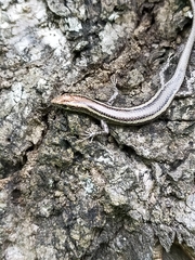 Cryptoblepharus virgatus