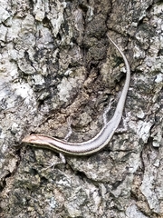 Cryptoblepharus virgatus