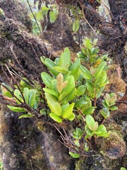 Syzygium sandwicense