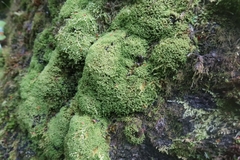 Anoectangium aestivum