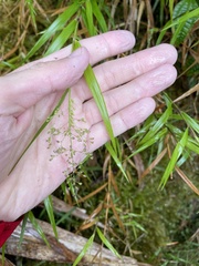 Isachne distichophylla