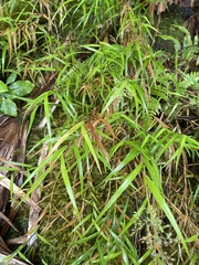 Isachne distichophylla