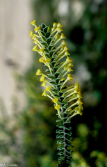 Struthiola argentea