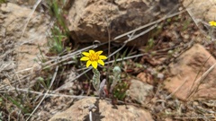 Pseudobahia heermannii