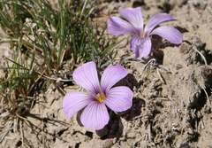 Oxalis laciniata