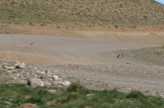 Oreopholus ruficollis