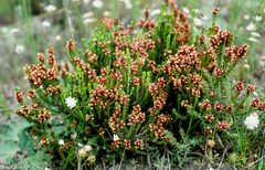 Passerina galpinii