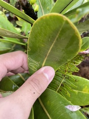 Paralopostega serpentina