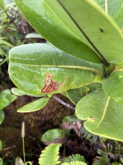 Paralopostega serpentina