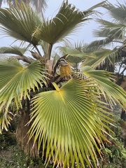 Pritchardia martii