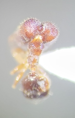 Pheidole tepicana