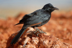 Onychognathus frater