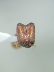 Pheidole tepicana