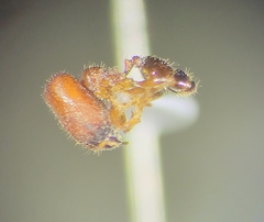Pheidole tepicana