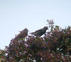 Sturnus vulgaris