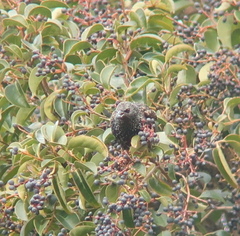 Sturnus vulgaris