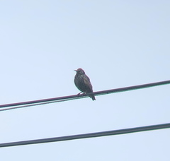 Sturnus vulgaris