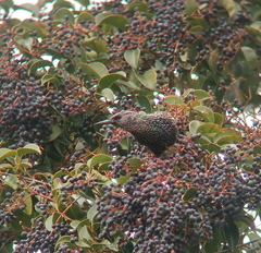 Sturnus vulgaris