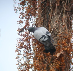 Columba livia domestica