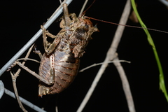 Enyaliopsis bloyeti