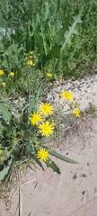 Senecio glaucus