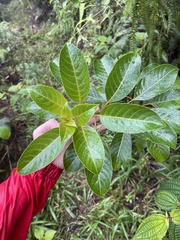 Perrottetia sandwicensis