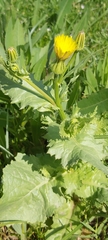 Urospermum picroides