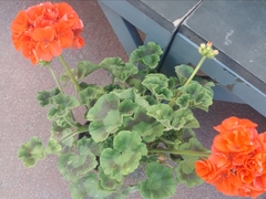 Pelargonium