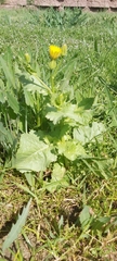 Urospermum picroides