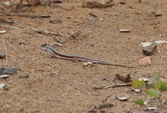 Gerrhosaurus nigrolineatus