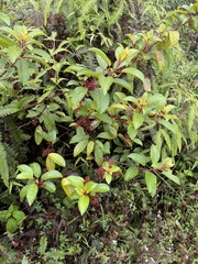 Perrottetia sandwicensis