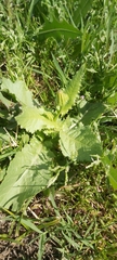 Urospermum picroides