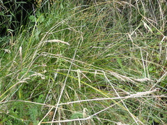 Carex horizontalis