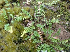 Chaerophyllum colensoi