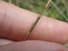 Carex horizontalis