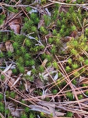 Polytrichum pallidisetum