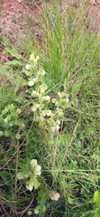Hermannia grandistipula