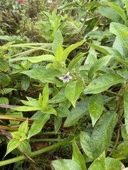 Scaevola mollis
