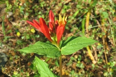 Spigelia marilandica