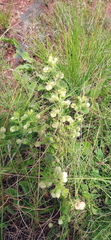 Hermannia grandistipula