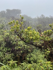 Syzygium sandwicense