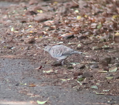 Streptopelia orientalis
