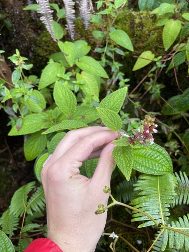 Phyllostegia lantanoides
