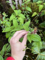 Phyllostegia lantanoides