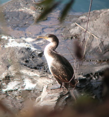 Phalacrocorax capillatus