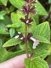 Phyllostegia lantanoides