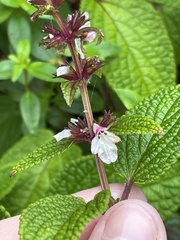 Phyllostegia lantanoides